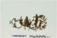 藏品(青苔科)的圖片